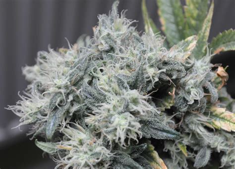 Contact information for nishanproperty.eu - But what is not up for debate is that Pineapple Express is one of the best autoflower cannabis seeds, with a fast flowering period of 9 weeks and high THC content of up to 23%.
